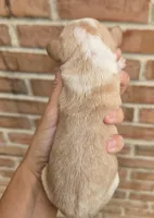 Poppy, a female Cocker Spaniel and Pomsky for sale in LaPorte, IN – 2 of 5