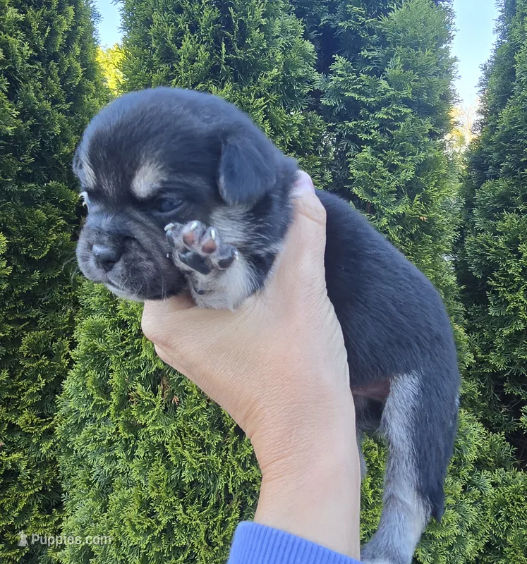 Ash – French Bulldog, Pomsky puppy for sale in LaPorte, IN