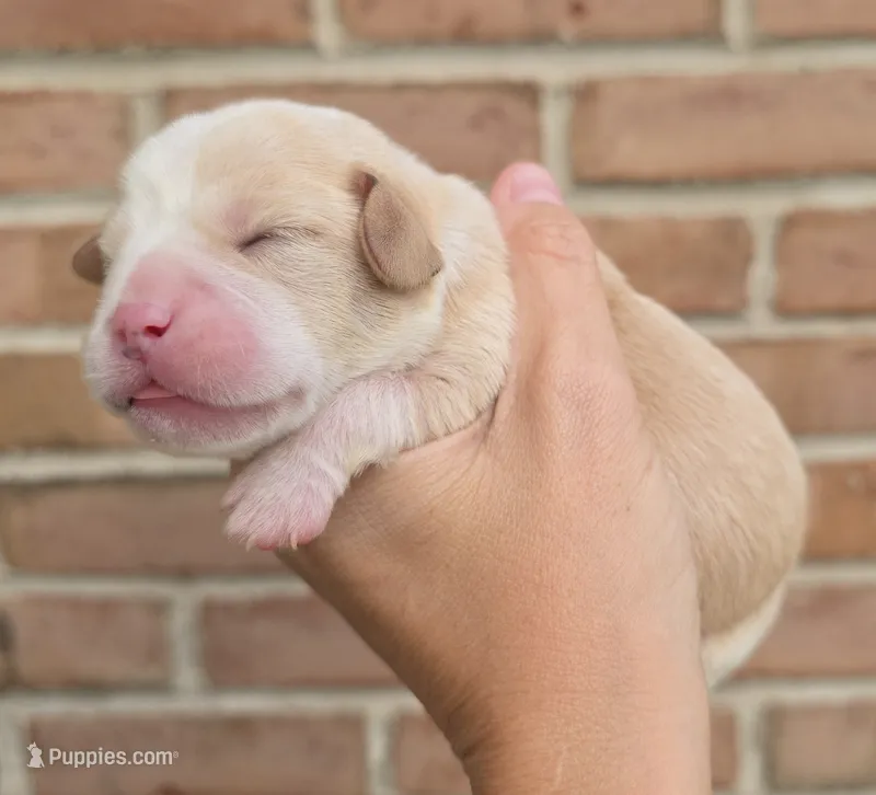 Poppy – Cocker Spaniel, Pomsky puppy for sale in LaPorte, IN