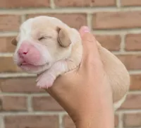 Poppy, a female Cocker Spaniel and Pomsky for sale in LaPorte, IN – 1 of 5