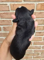 Violet, a female Cocker Spaniel and Pomsky for sale in LaPorte, IN – 4 of 5