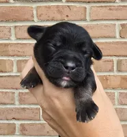Daisy, a female Cocker Spaniel and Pomsky for sale in LaPorte, IN – 2 of 5