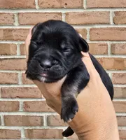 Daisy, a female Cocker Spaniel and Pomsky for sale in LaPorte, IN – 4 of 5