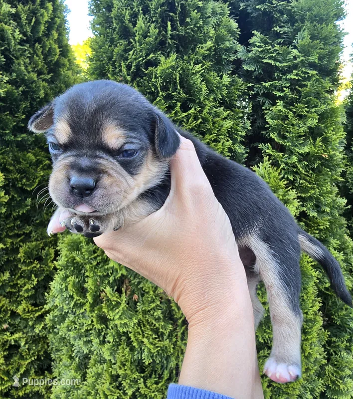 Storm – French Bulldog, Pomsky puppy for sale in LaPorte, IN