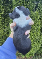 River, a male French Bulldog and Pomsky for sale in LaPorte, IN – 4 of 4
