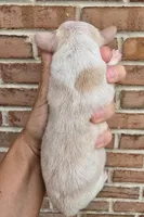 Posy, a female Cocker Spaniel and Pomsky for sale in LaPorte, IN – 2 of 5