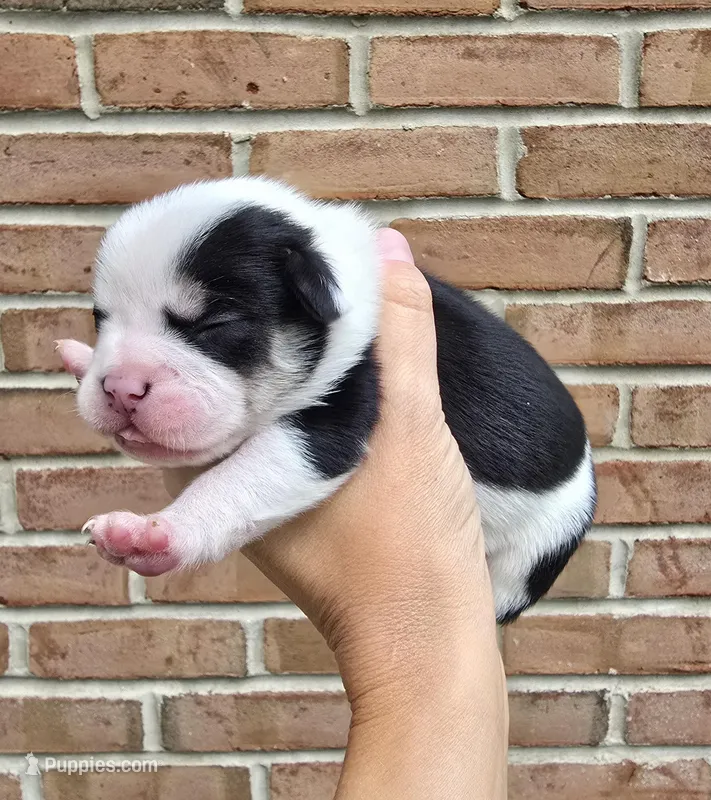Juniper  – French Bulldog, Pomsky puppy for sale in LaPorte, IN