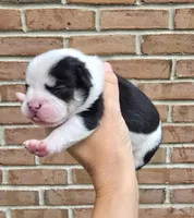 Juniper , a female French Bulldog and Pomsky for sale in LaPorte, IN – 1 of 4