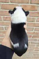 Juniper , a female French Bulldog and Pomsky for sale in LaPorte, IN – 4 of 4