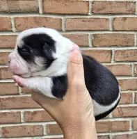 Juniper , a female French Bulldog and Pomsky for sale in LaPorte, IN – 3 of 4