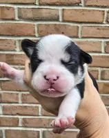Juniper , a female French Bulldog and Pomsky for sale in LaPorte, IN – 2 of 4