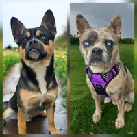 Bentley, a male French Bulldog and Siberian Husky for sale in LaPorte, IN – Photo 4 of 4