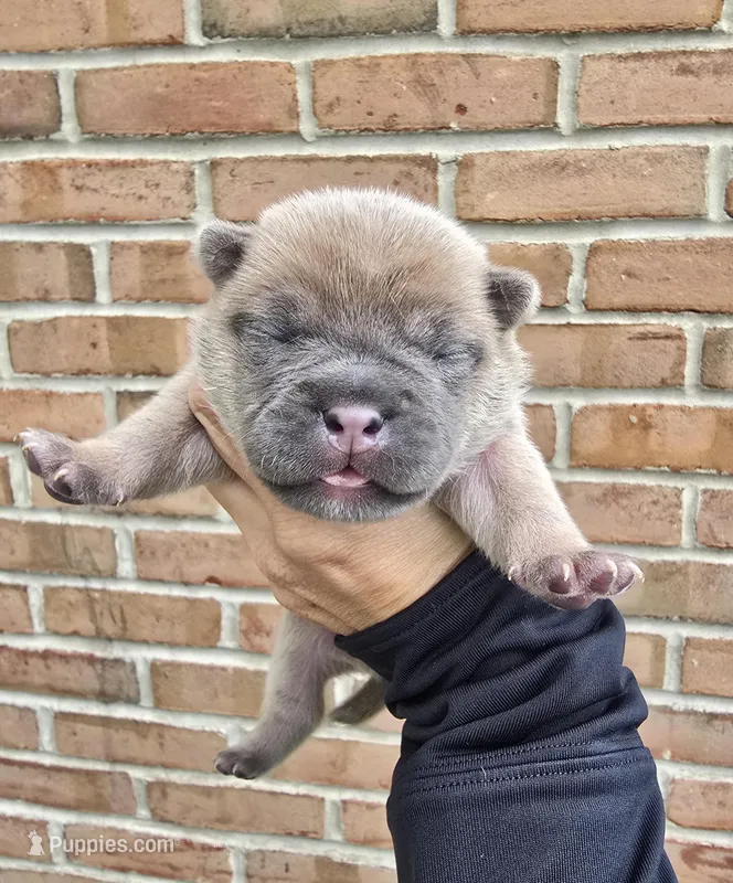 Bentley – French Bulldog, Siberian Husky puppy for sale in LaPorte, IN