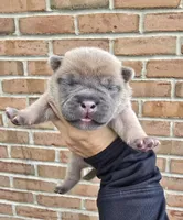 Bentley, a male French Bulldog and Siberian Husky for sale in LaPorte, IN – Photo 1 of 4