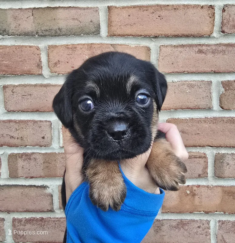 Iris – Cocker Spaniel, Pomsky puppy for sale in LaPorte, IN