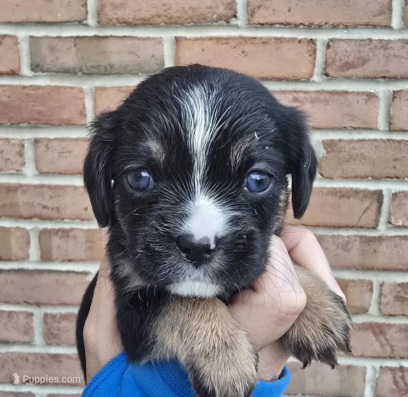 Violet – Cocker Spaniel, Pomsky puppy for sale in LaPorte, IN