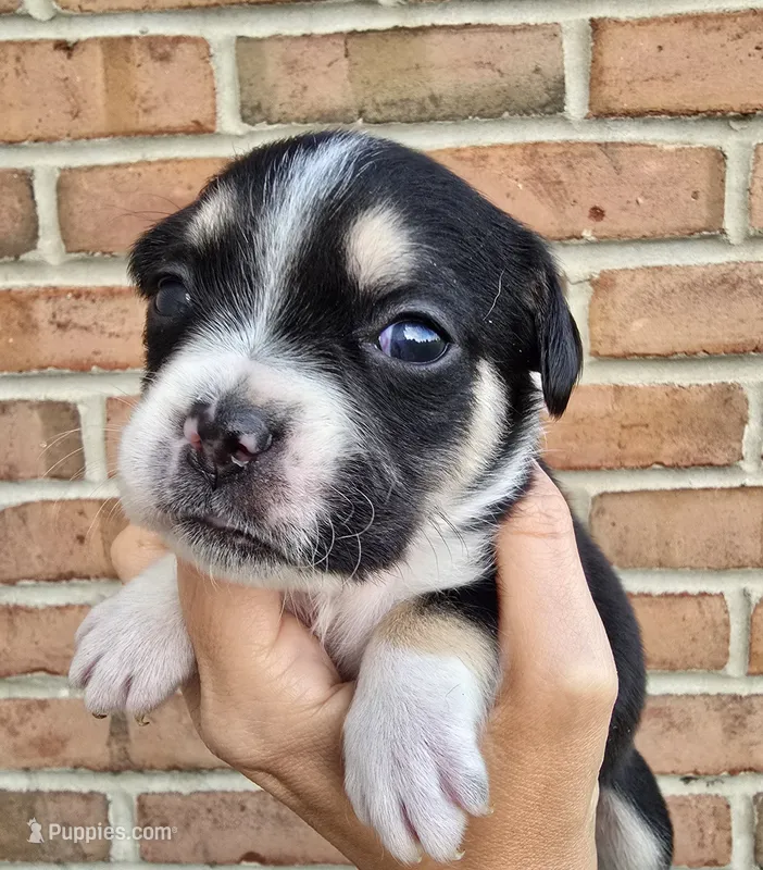 Willow – French Bulldog, Pomsky puppy for sale in LaPorte, IN