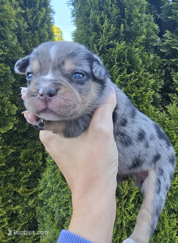 Aspen – French Bulldog, Pomsky puppy for sale in LaPorte, IN