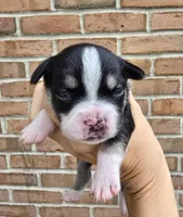 Willow, a female French Bulldog and Pomsky for sale in LaPorte, IN – 2 of 3