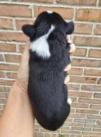 Willow, a female French Bulldog and Pomsky for sale in LaPorte, IN – 3 of 3
