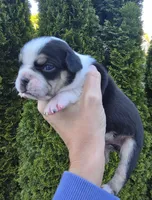 River, a male French Bulldog and Pomsky for sale in LaPorte, IN – 3 of 4