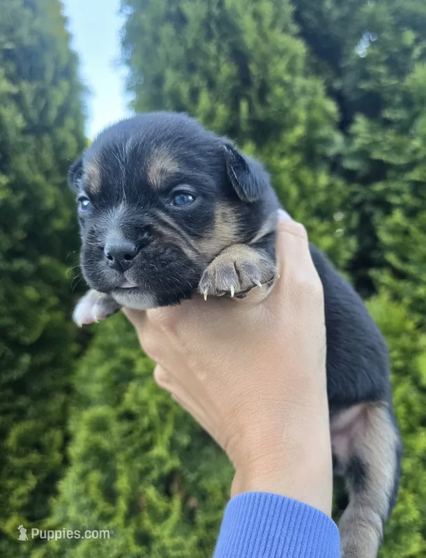Sage – French Bulldog, Pomsky puppy for sale in LaPorte, IN