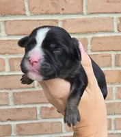 Violet, a female Cocker Spaniel and Pomsky for sale in LaPorte, IN – 1 of 5