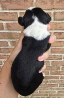 Clover, a male Cocker Spaniel and Pomsky for sale in LaPorte, IN – 2 of 5