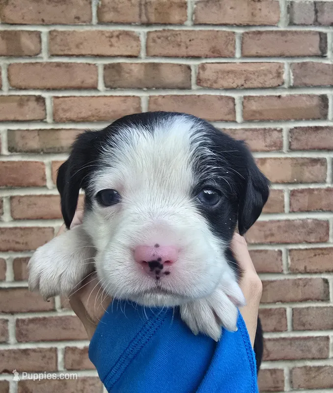 Clover – Cocker Spaniel, Pomsky puppy for sale in LaPorte, IN