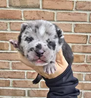 Cooper, a male French Bulldog and Siberian Husky for sale in LaPorte, IN – Photo 1 of 4