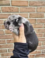 Cooper, a male French Bulldog and Siberian Husky for sale in LaPorte, IN – Photo 3 of 4