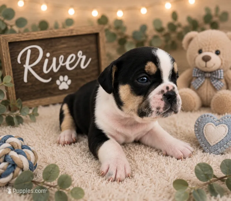 River – French Bulldog, Pomsky puppy for sale in LaPorte, IN