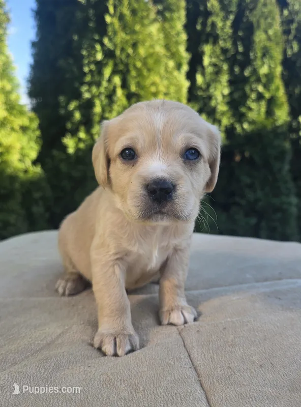 Pink – Cocker Spaniel, Pomsky puppy for sale in LaPorte, IN