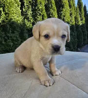 Pink, a female Cocker Spaniel and Pomsky for sale in LaPorte, IN – Photo 2 of 3