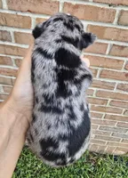 Aspen, a female French Bulldog and Pomsky for sale in LaPorte, IN – 3 of 4