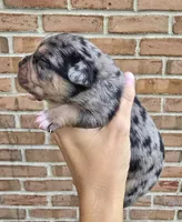 Aspen, a female French Bulldog and Pomsky for sale in LaPorte, IN – 2 of 4