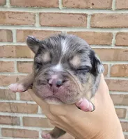 Aspen, a female French Bulldog and Pomsky for sale in LaPorte, IN – 4 of 4