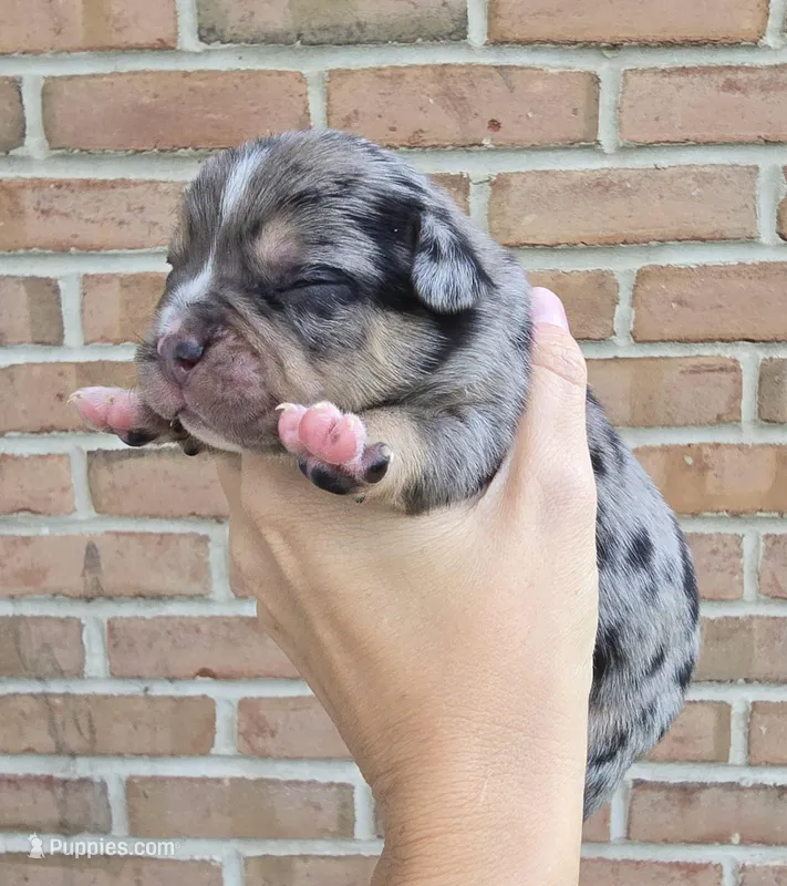 Aspen – French Bulldog, Pomsky puppy for sale in LaPorte, IN