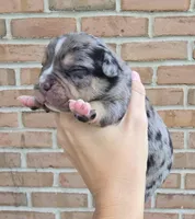 Aspen, a female French Bulldog and Pomsky for sale in LaPorte, IN – 1 of 4