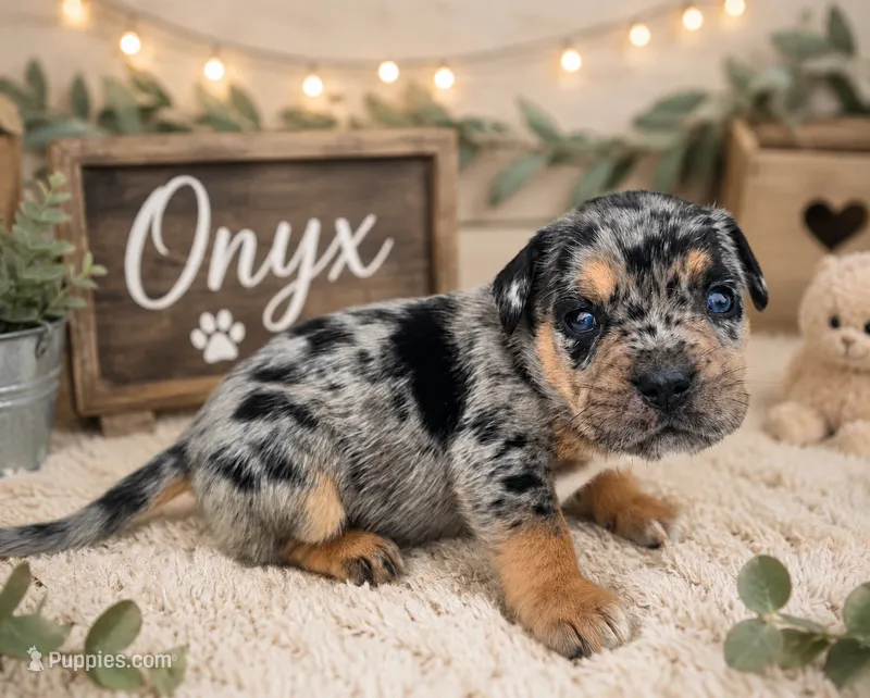 Onyx – French Bulldog, Pomsky puppy on hold in LaPorte, IN