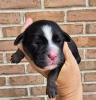 Violet, a female Cocker Spaniel and Pomsky for sale in LaPorte, IN – 2 of 5