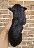 Daisy, a female Cocker Spaniel and Pomsky for sale in LaPorte, IN – 3 of 5