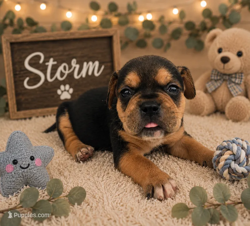 Storm – French Bulldog, Pomsky puppy for sale in LaPorte, IN