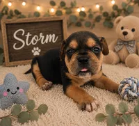 Storm, a male French Bulldog and Pomsky for sale in LaPorte, IN – 1 of 1