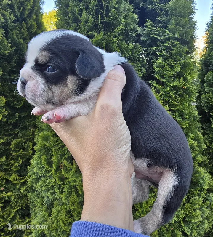 River – French Bulldog, Pomsky puppy for sale in LaPorte, IN