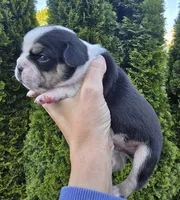 River, a male French Bulldog and Pomsky for sale in LaPorte, IN – 1 of 4