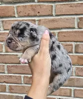 Onyx, a male French Bulldog and Pomsky for sale in LaPorte, IN – 3 of 3