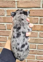 Onyx, a male French Bulldog and Pomsky for sale in LaPorte, IN – 2 of 3