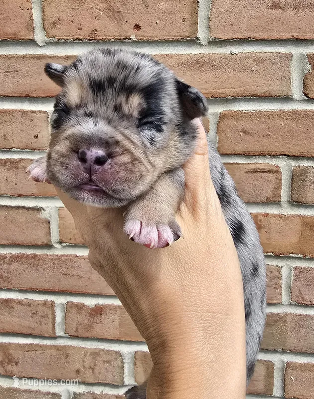Onyx – French Bulldog, Pomsky puppy for sale in LaPorte, IN