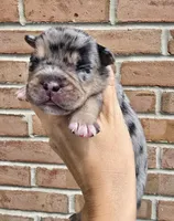 Onyx, a male French Bulldog and Pomsky for sale in LaPorte, IN – 1 of 3